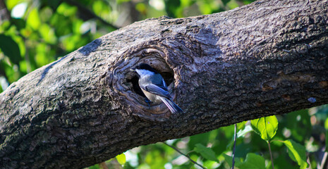 Black capped chickadee at tree cavity nest in natural forest habitat © Claudia