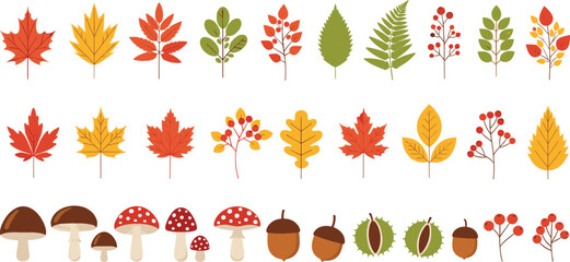 Autumn Leaves and Forest Elements Vector Set Featuring Colorful Maple Leaves, Oak Leaves, Mushrooms, Acorns, and Wild Berries in Flat Hand Drawn Style © sojibislam