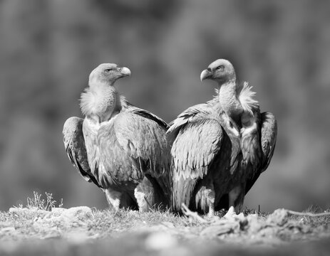 Pareja de buitres leonados en la tranquilidad de la monta&ntilde;a.
