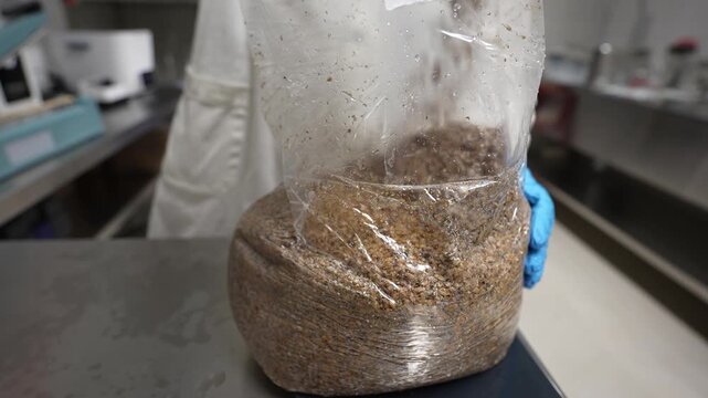 Visible progression of Lions Mane mushroom growth from substrate block in a laboratory setting with a person handling the bag