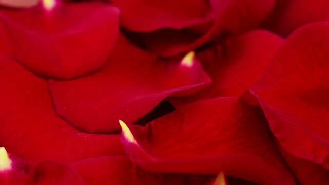 Red rose flowers petals circle rotation close up