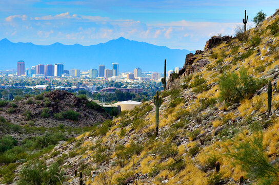 Downtown Phoenix Arizona with mountains and Wild Desert Cactus