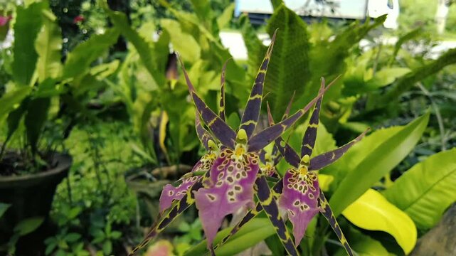 Exotic Spider Orchid Brassia Blooming in a Lush Tropical Garden - Close-up Nature Video