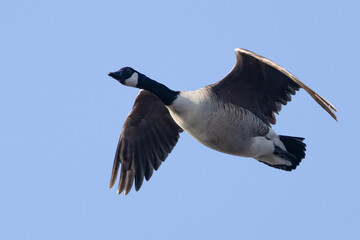 Canada goose © Risto