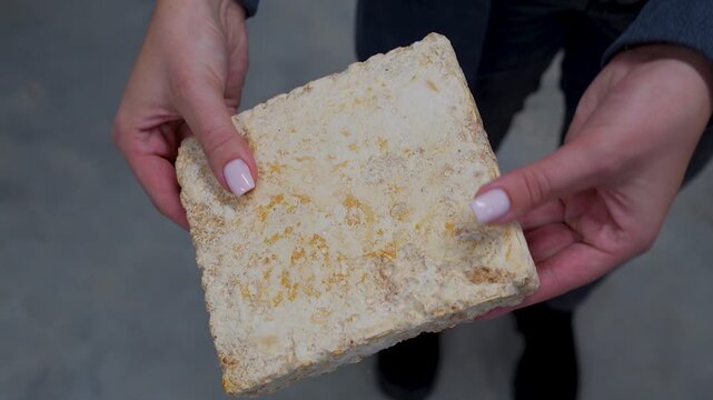 Woman holding Lions Mane mushroom substrate block, showcasing its texture and growth in a modern indoor setting with minimal distractions