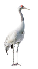 Fototapeta premium Elegant Crane Bird Standing Gracefully on White Background