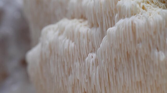 Lions Mane mushroom growth progression from substrate block, showcasing fine white spines and textured surface in a natural setting