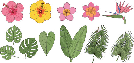 Tropical flowers and leaves collection with hibiscus palm monstera and botanical plant elements © EdGe Creative