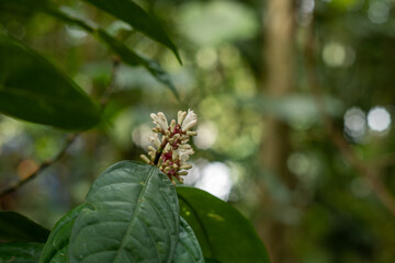 Naklejka premium White tropical flower cluster blooming among green forest leaves