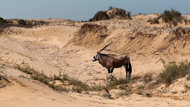 An oryx antelope in the wild of the Namib Desert