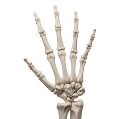 Anatomical Human Hand Skeleton Model Isolated on White Background