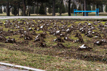 Obraz premium A large flower bed in a public park with rose bushes prepared for spring, showing pruned plants with some snow and soil around them. A blue bench and trees are visible in the background.