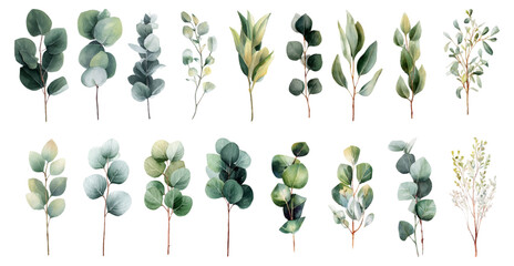 Watercolor eucalyptus leaves and branches composing a botanical collection for wedding invitations, posters, patterns, and elegant graphic design © Narin