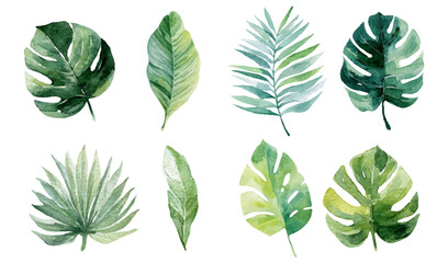 Various watercolor tropical leaves, including monstera and palm fronds, forming a vibrant botanical illustration on a white background, perfect for summer designs and themes © Narin