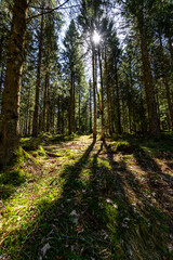 Obraz premium Backlit Forest Path