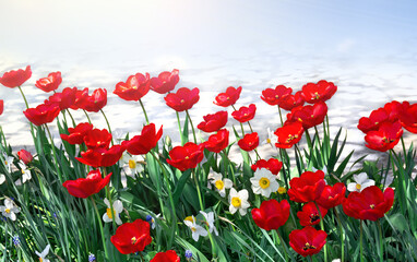 Obraz premium Vibrant red tulips and white daffodils blooming in the spring sunshine