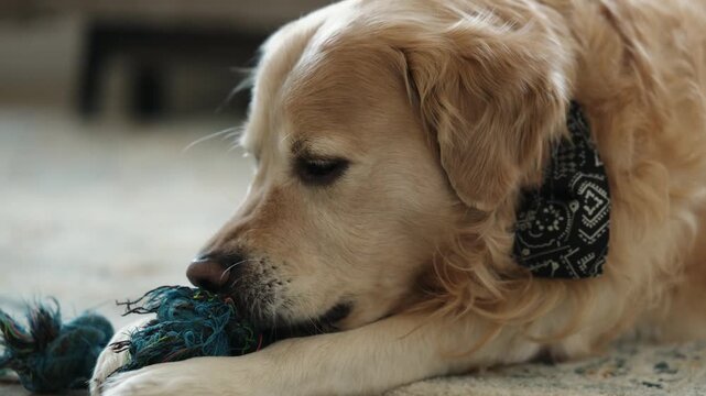 Cute Golden Retriever Enjoying A Rope Toy Bite On The Cozy Living Room Floor