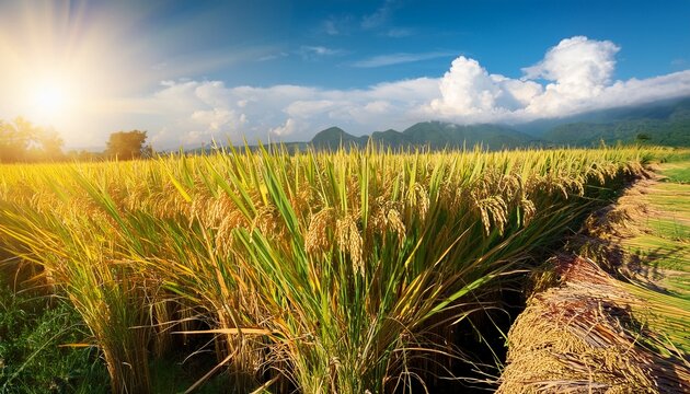 rice plants in the agricultural fields during the harvest season