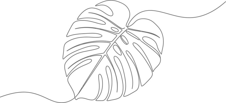Simple continuous line drawing of a monstera leaf on white background