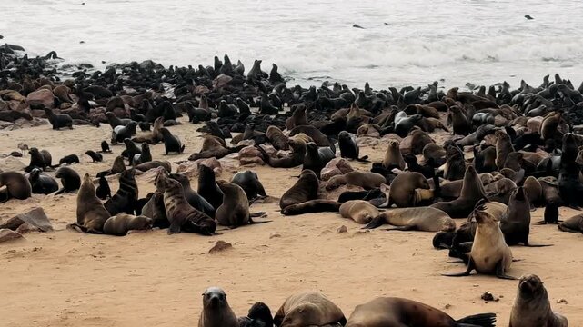 A colony of fur seals on the coast of the South Atlantic Ocean in Namibia.