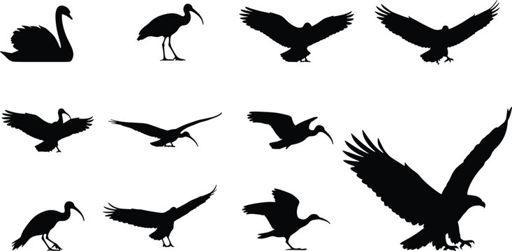 Black vector bird silhouettes collection including flying eagle graceful swan and long billed ibis isolated on white background for nature wildlife and graphic design projects.
