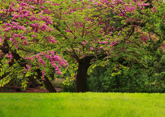 violet purple tree in full pink bloom with sprinkling of wildflowers in the surrounding fresh green grass lawn medow background with empty copy space. Springtime season