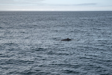 Fototapeta premium Whale back and fin emerging on ocean surface, whale watching Iceland