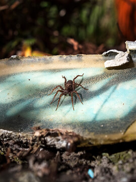 Spinne 