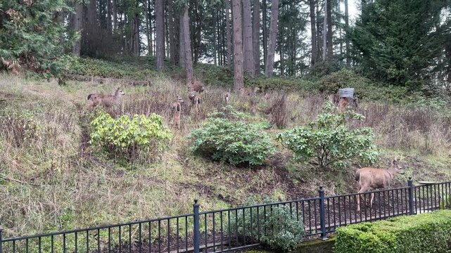 A large group of blacktail deer in the yard of a home in Eugene, Oregon on a winter morning.