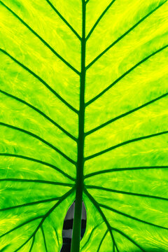 Backlit Leaf Texture
