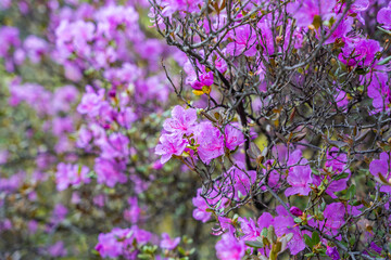 Obraz premium Close up of blooming maralnik flowers in spring near Teletskoye lake Altai Russia. Vivid seasonal flora in wild mountain nature