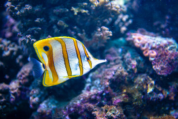 Yellow And White Striped Tropical Fish © tan4ikk
