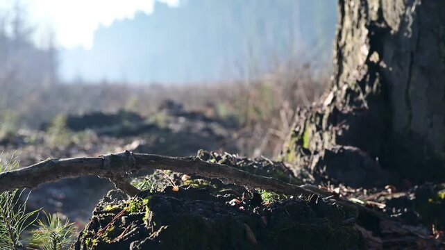 Close-up of a tree base and forest ground with water vapor rising from the moss and soil in the morning light.