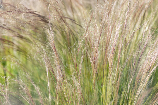 Delicate stipa tenuissima feather grass sways warm sunlight, silky plumes glowing above green blades. Soft texture gentle motion create natural background evoking prairie meadow calm summer breeze