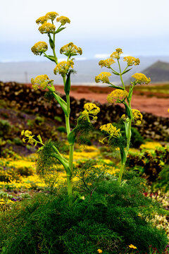 Lanzarote's Unique Flora