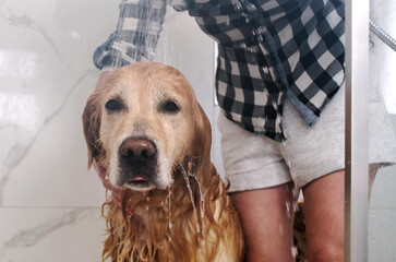 Woman Washing Dog In Shower Cabin