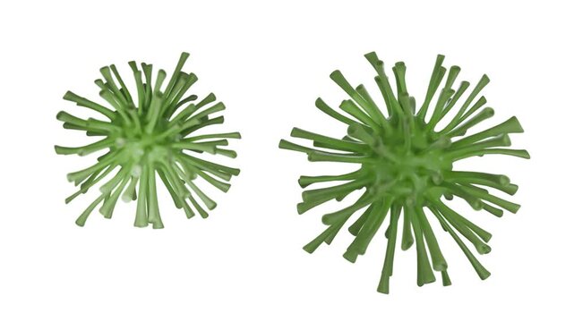 Two Green Coronavirus Particles Isolated on White Background, Microscopic View