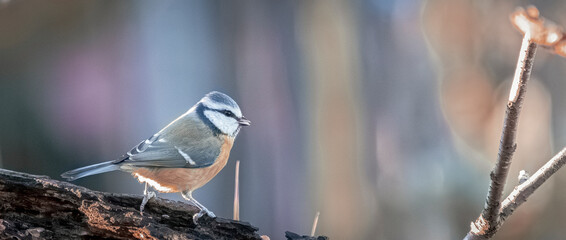 Eurasian blue tit perched on a mossy branch © CaptainCat