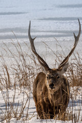 エゾシカが居る海岸
