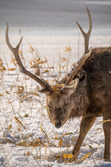 エゾシカの正面アップと角