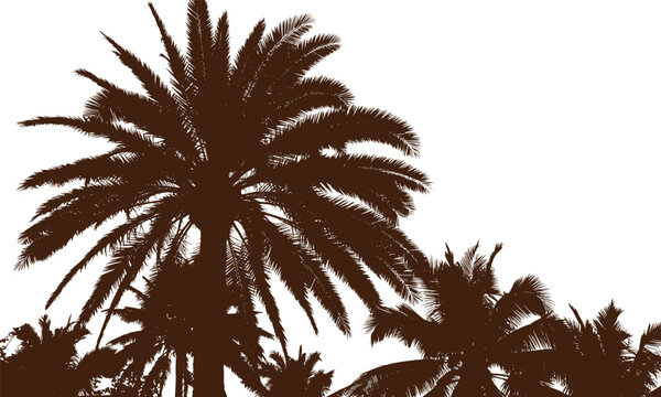 Silhouettes of several towering tropical palm trees with lush fronds stand against a white sky