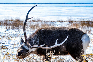 エゾシカのアッㇷ゚と角