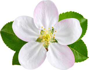 식물-꽃-봄꽃-벚꽃-매화꽃-과수꽃-과일꽃-사과꽃-배꽃-배경 제거