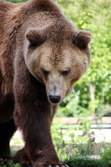 Бурый медведь.