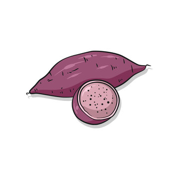 Sweet potato yam root vegetable sliced and whole illustration