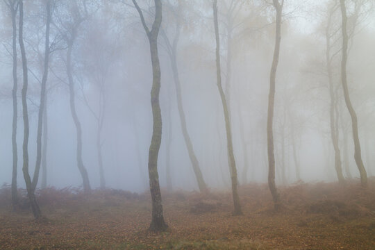 Birch trees the countryside on a foggy morning, Stanton Moor, Stanton-in-Peak, Peak District, Derbyshire, England, UK