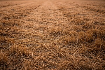 Golden Wheat Field After Harvest at Sunset - Close-up of Dried Straw and Stubble in Rural Farmland Under Warm Sunlight