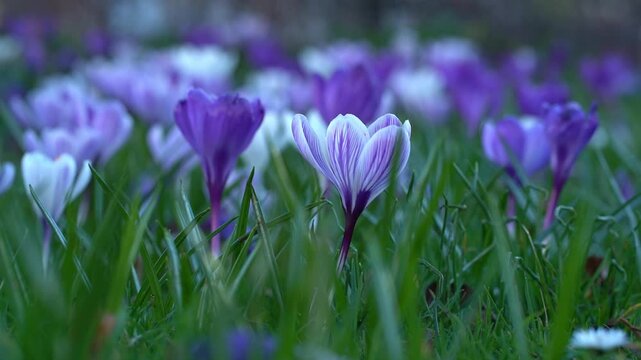 Close-up view of blooming purple and white crocus flowers swaying gently in the breeze, surrounded by lush green grass in a vibrant spring garden setting