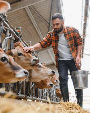 Farmer holding bucket taking care of jersey cows in cowshed