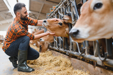 Farmer caressing jersey cow in cowshed, sustainable agriculture
